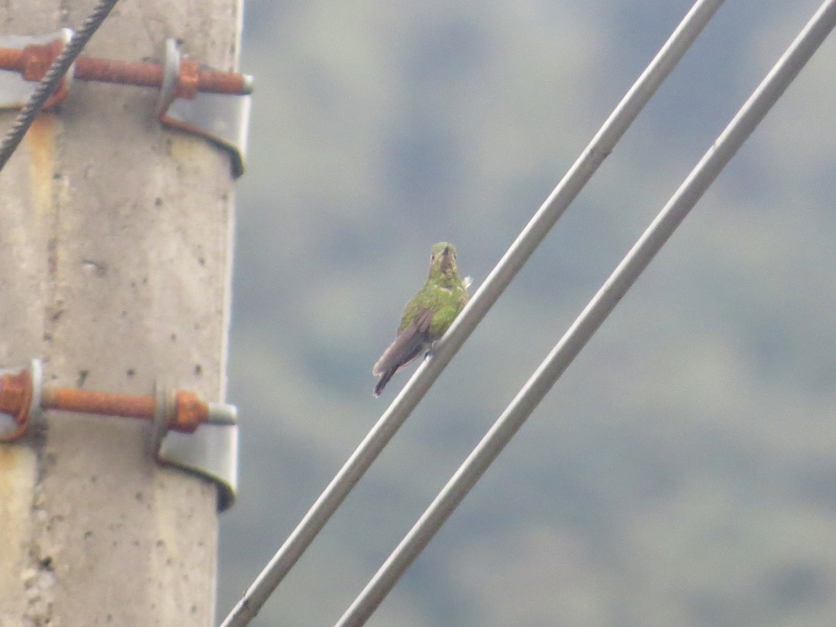 kolibřík Williamův (ssp. primolina) - ML617332268