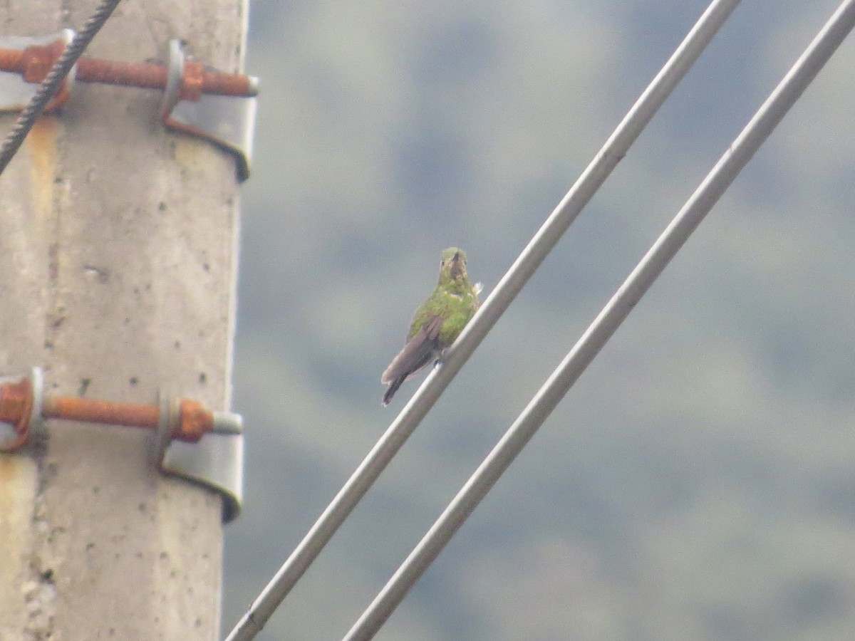 Viridian Metaltail (Ecuadorian) - ML617332268