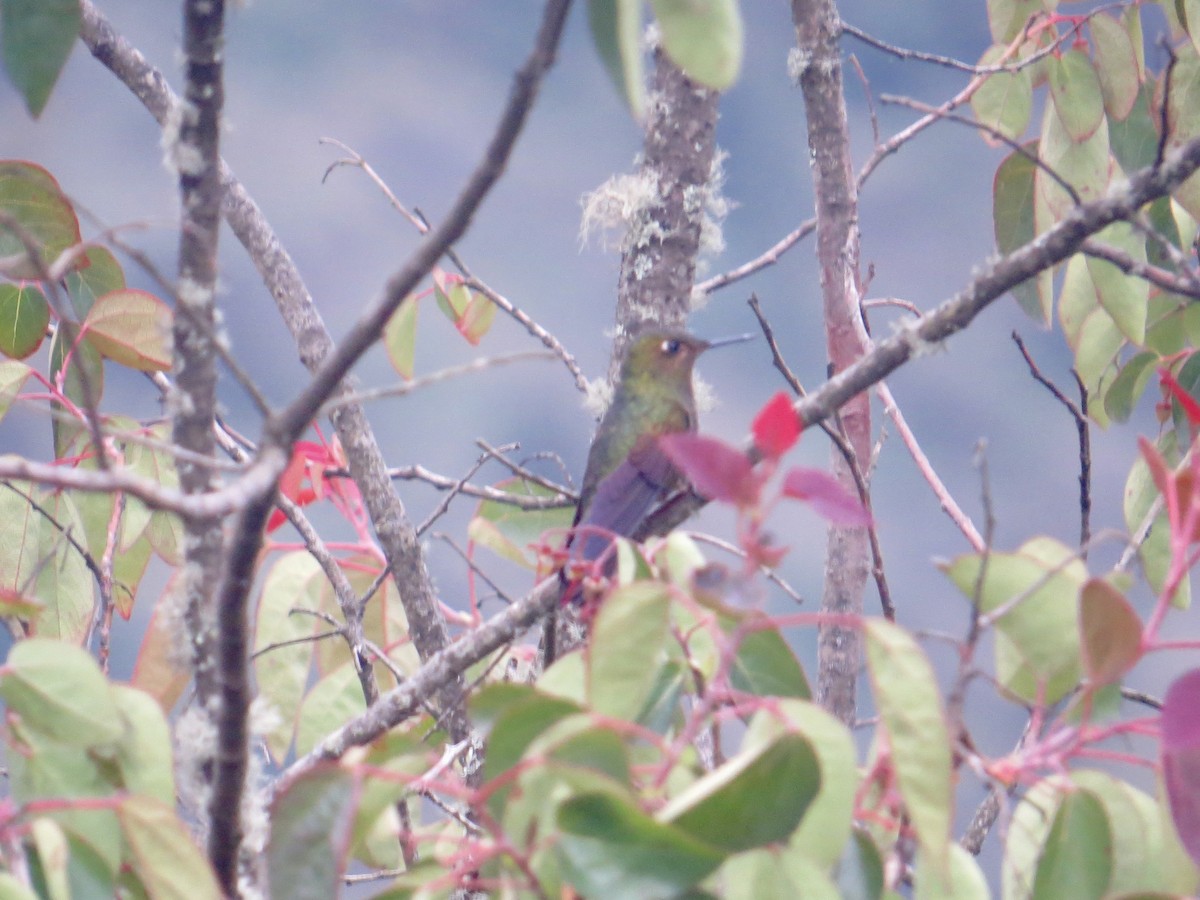 kolibřík Williamův (ssp. primolina) - ML617332269