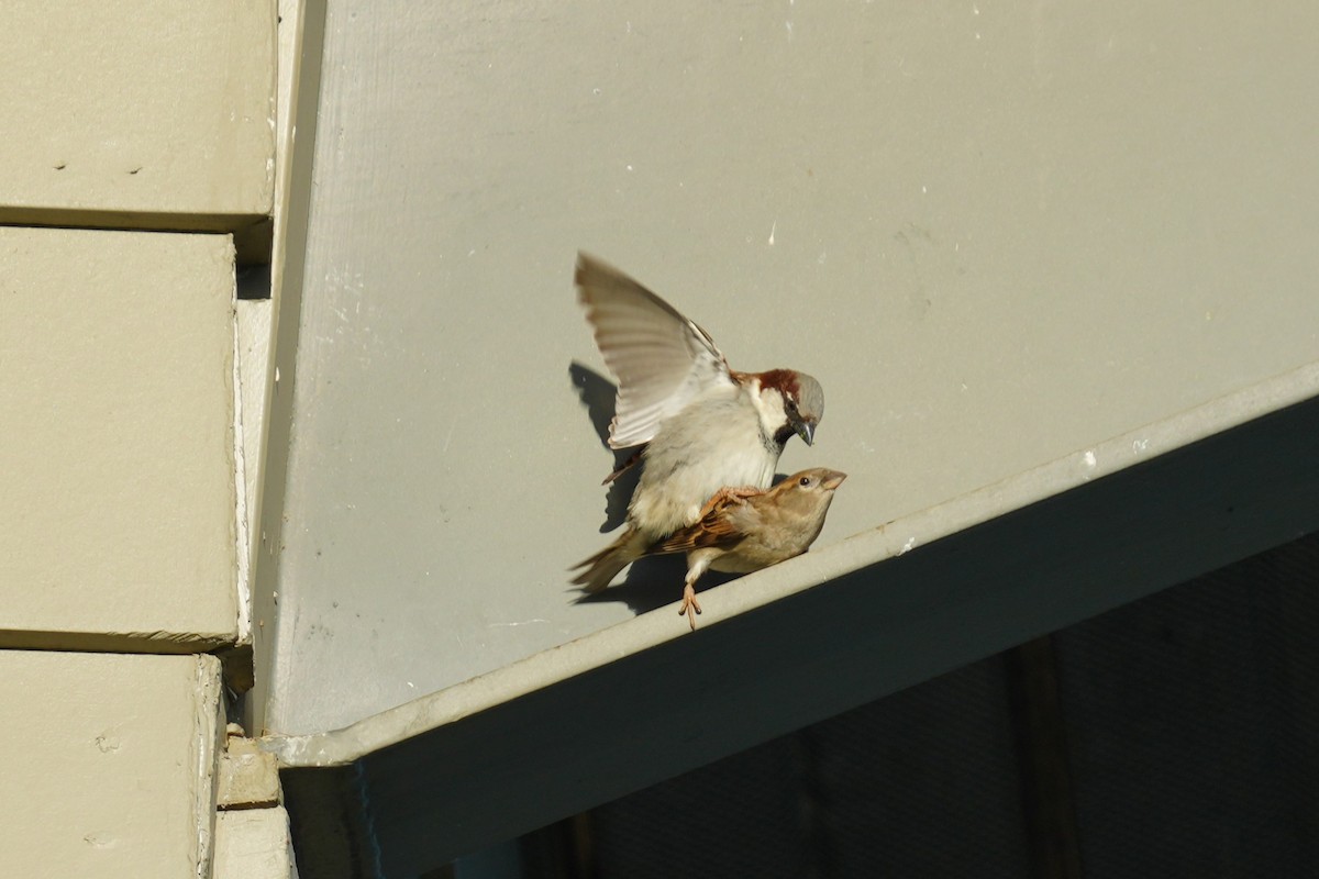 House Sparrow - ML617332279