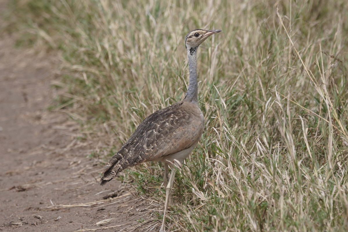 White-bellied Bustard - ML617332280