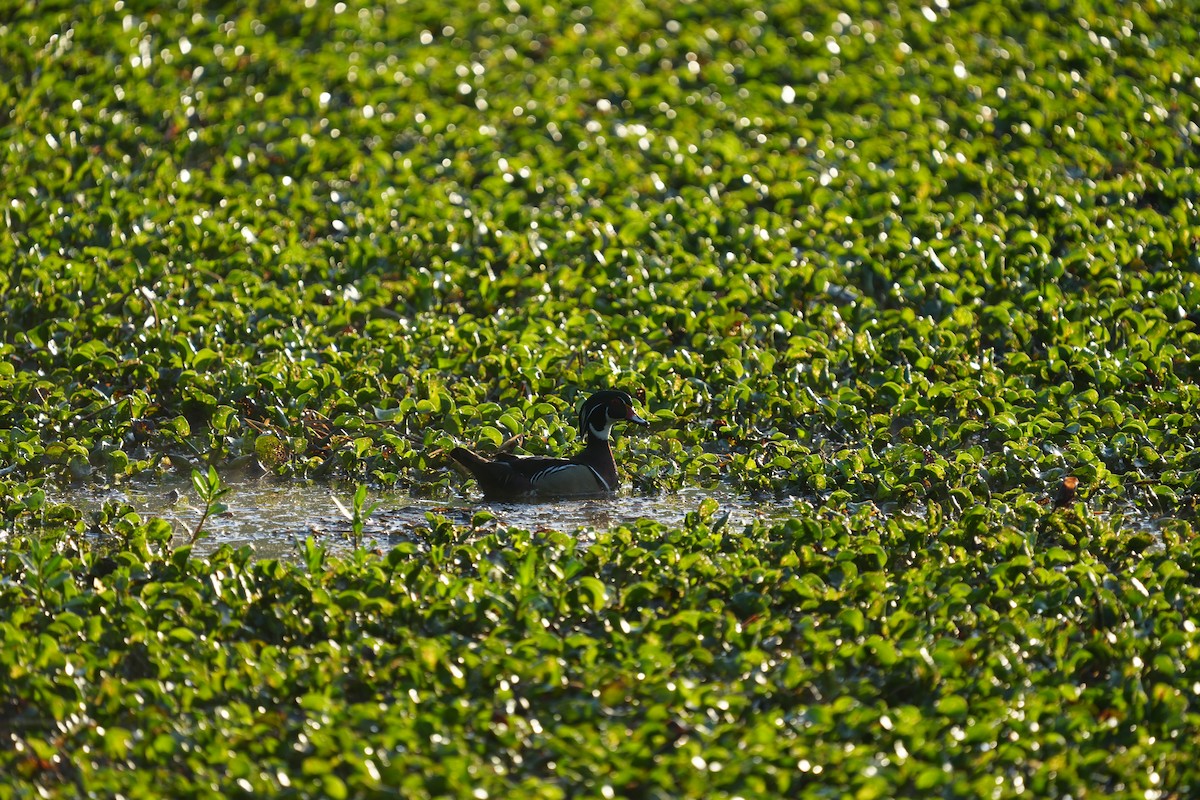 Wood Duck - ML617332298