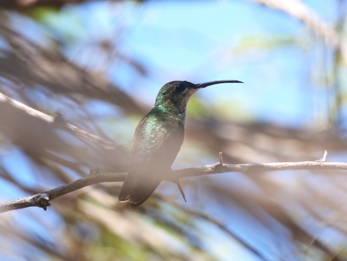 Vervain Hummingbird - Brett Hartl
