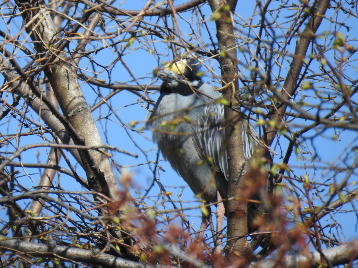 Yellow-crowned Night Heron - Randy Schietzelt