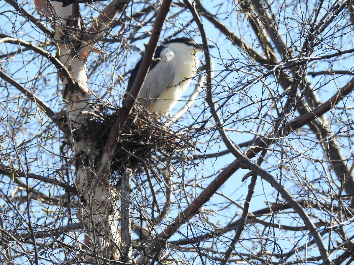 Black-crowned Night Heron - Randy Schietzelt