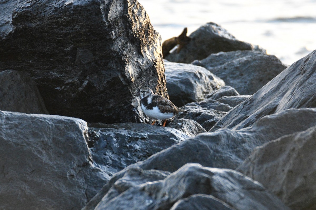 Ruddy Turnstone - Kevin Roback