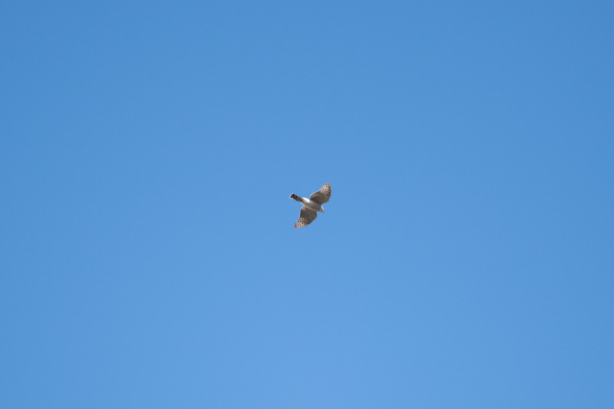 Sharp-shinned Hawk - ML617332377