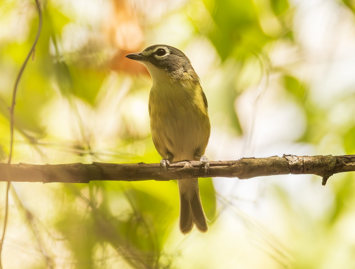 Blue-headed Vireo - David Barton