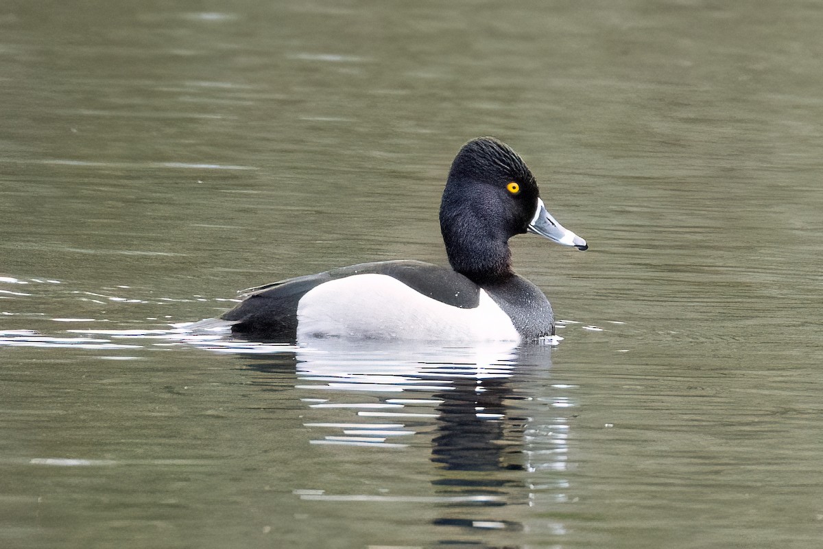 Ring-necked Duck - ML617332421