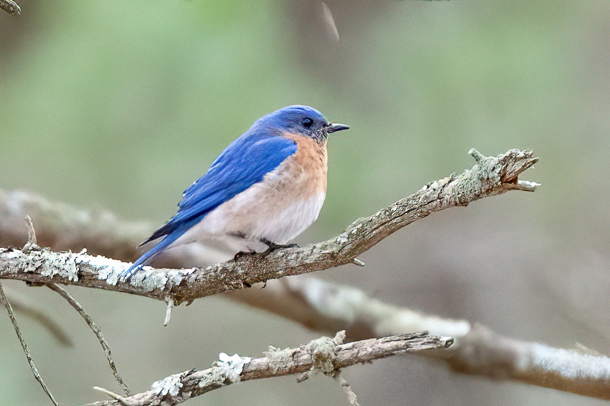 Eastern Bluebird - ML617332429