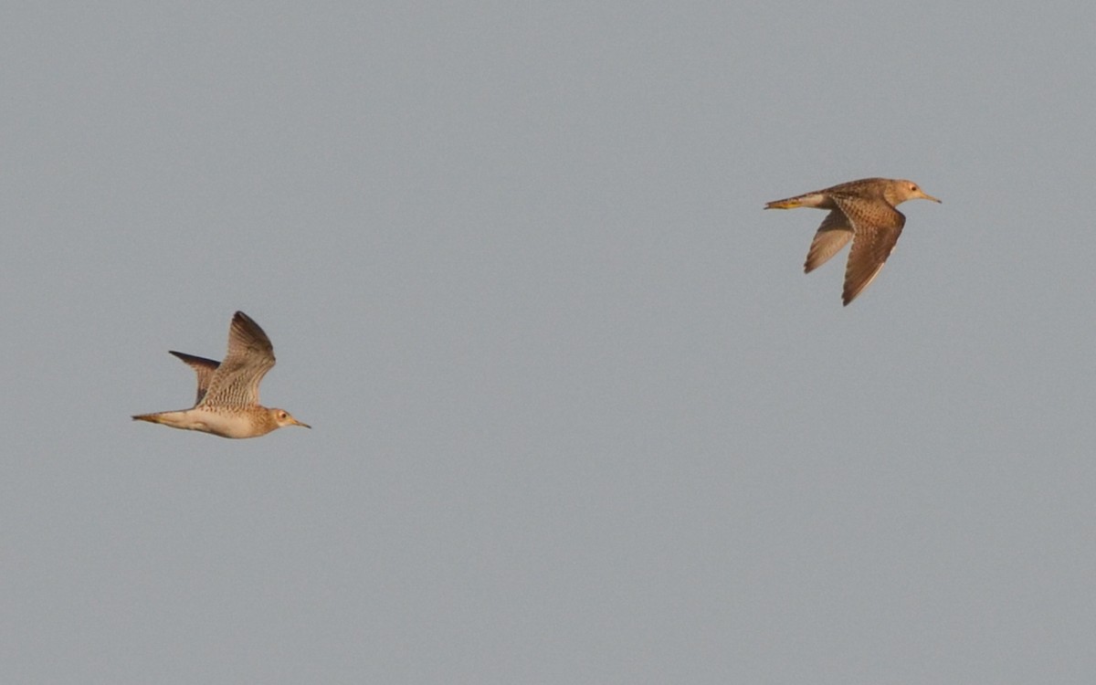 Upland Sandpiper - ML617332452