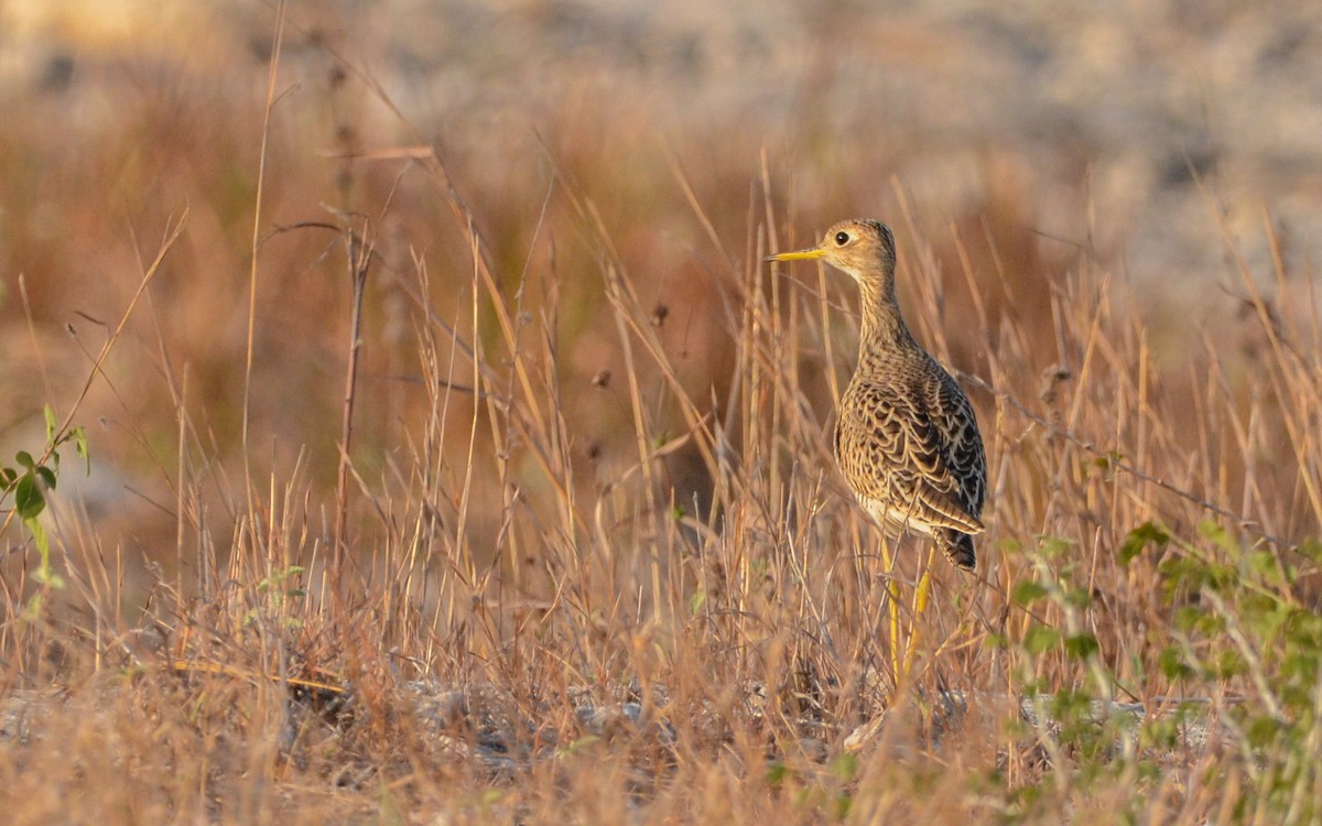 Upland Sandpiper - ML617332455