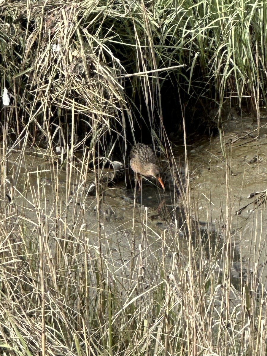 Ridgway's Rail - Cheryl Foster