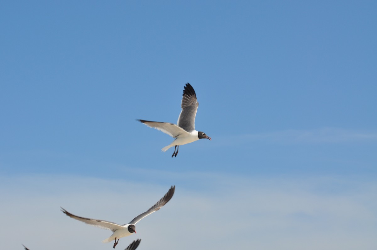 Mouette atricille - ML617332477