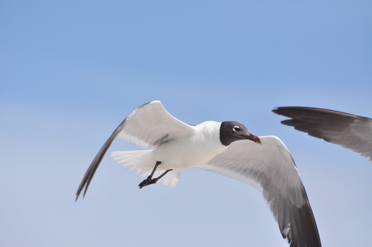 Mouette atricille - ML617332478