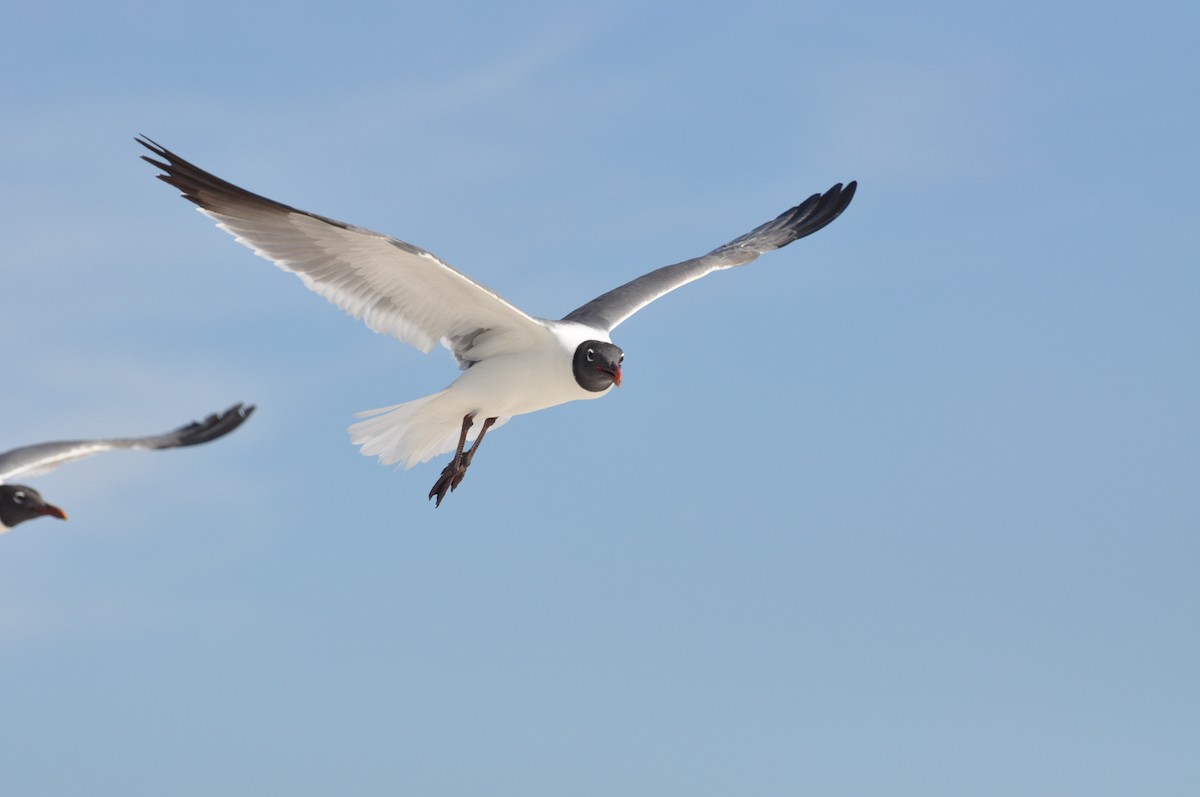 Laughing Gull - ML617332479