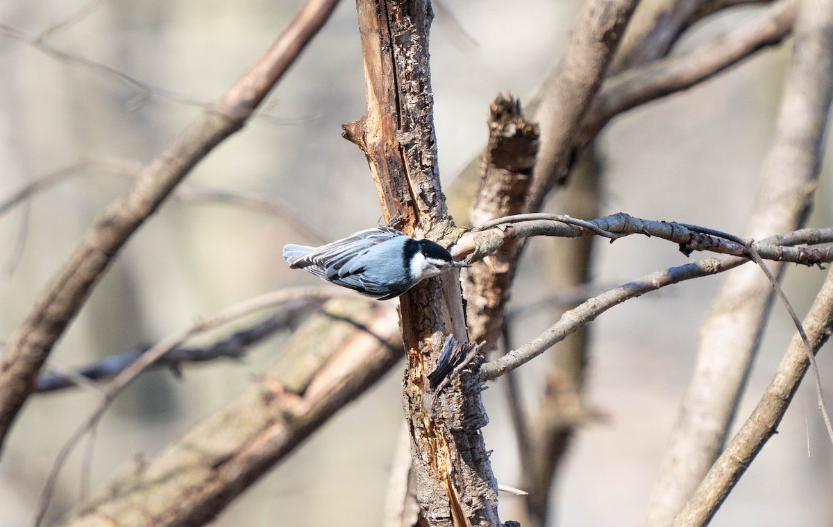 White-breasted Nuthatch - ML617332483