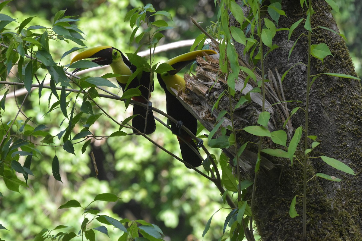 Yellow-throated Toucan - Diane Allison