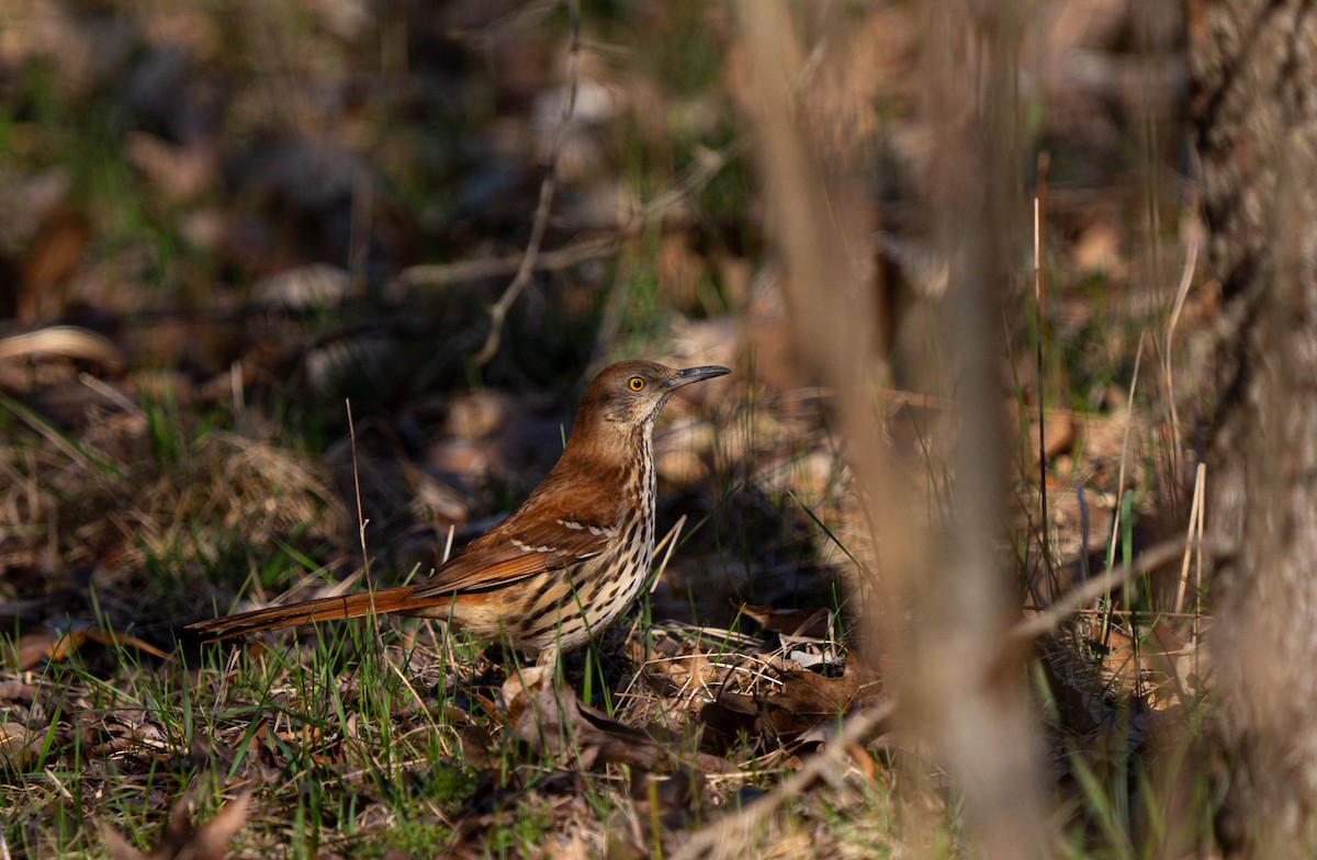 Brown Thrasher - ML617332513
