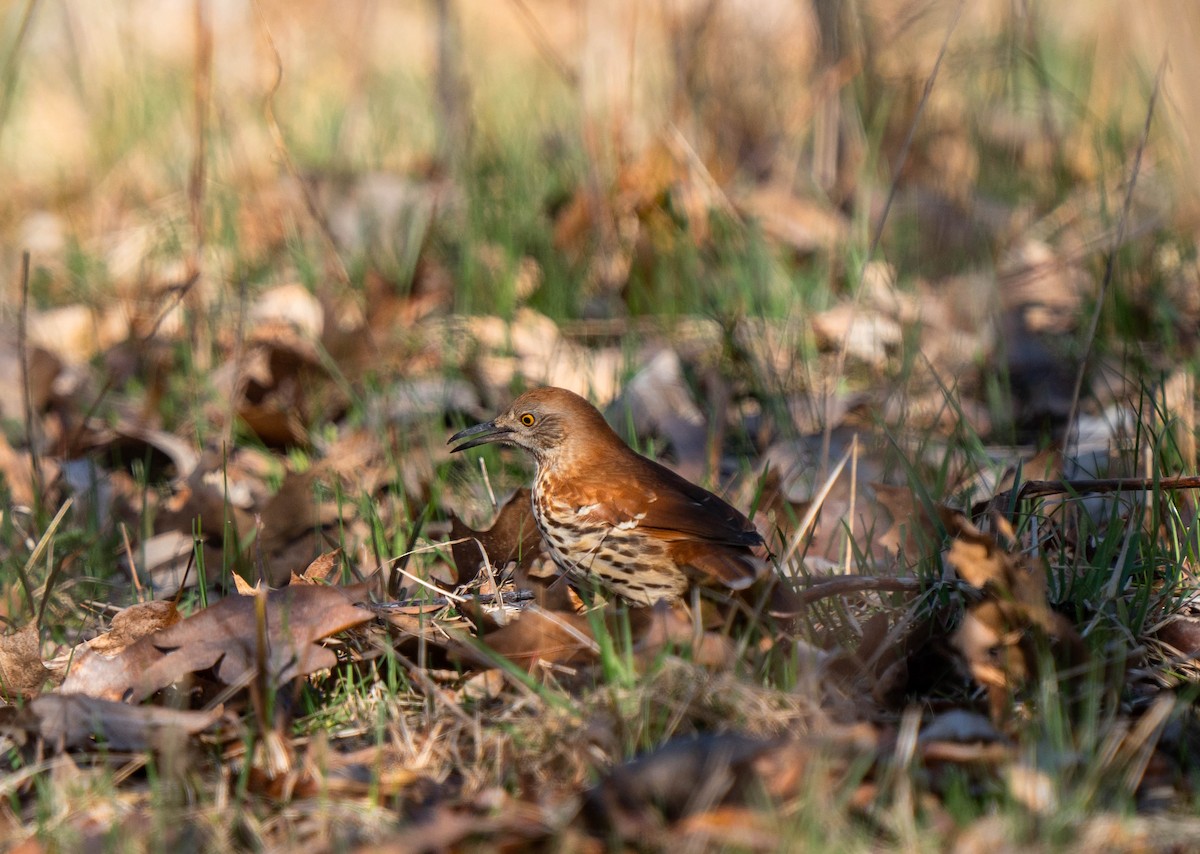 Brown Thrasher - ML617332514