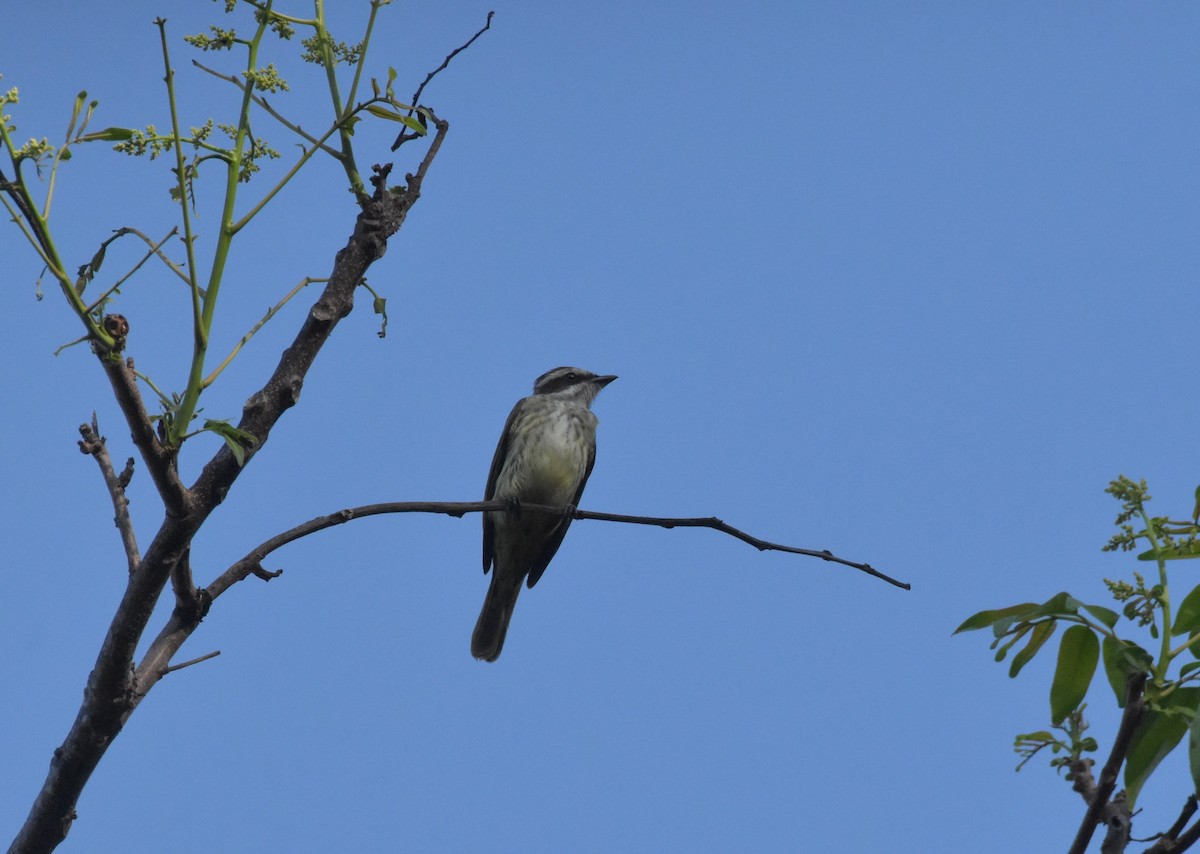 Piratic Flycatcher - Diane Allison