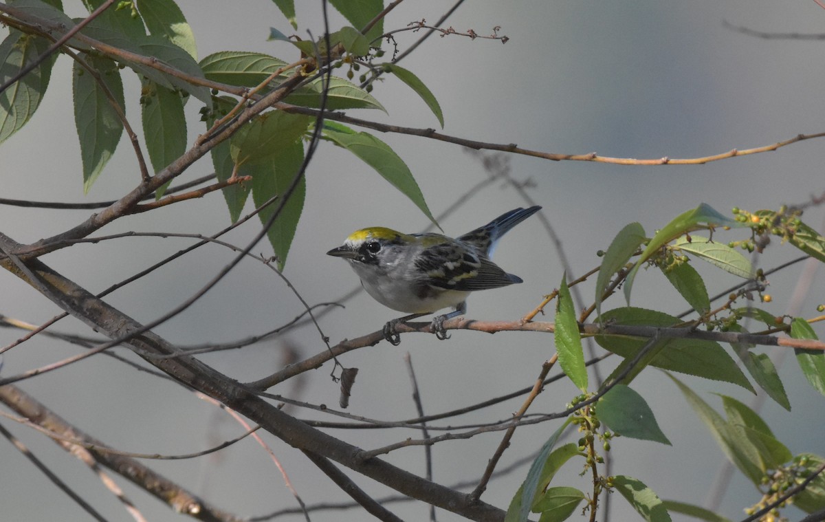 Chestnut-sided Warbler - Diane Allison