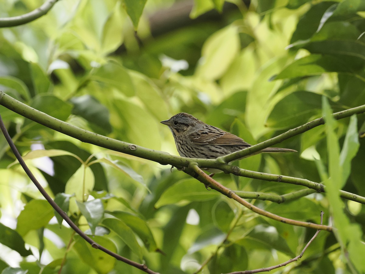 Lincoln's Sparrow - ML617332582