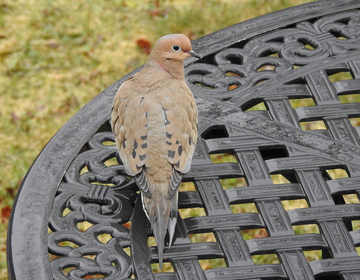 Mourning Dove - ML617332591