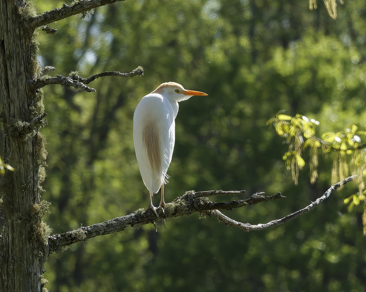 Western Cattle Egret - Donnie Coody