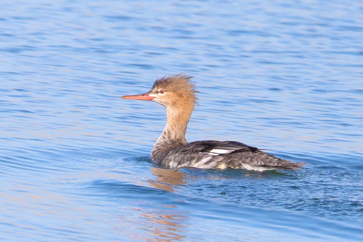 Common Merganser - Evan Appel