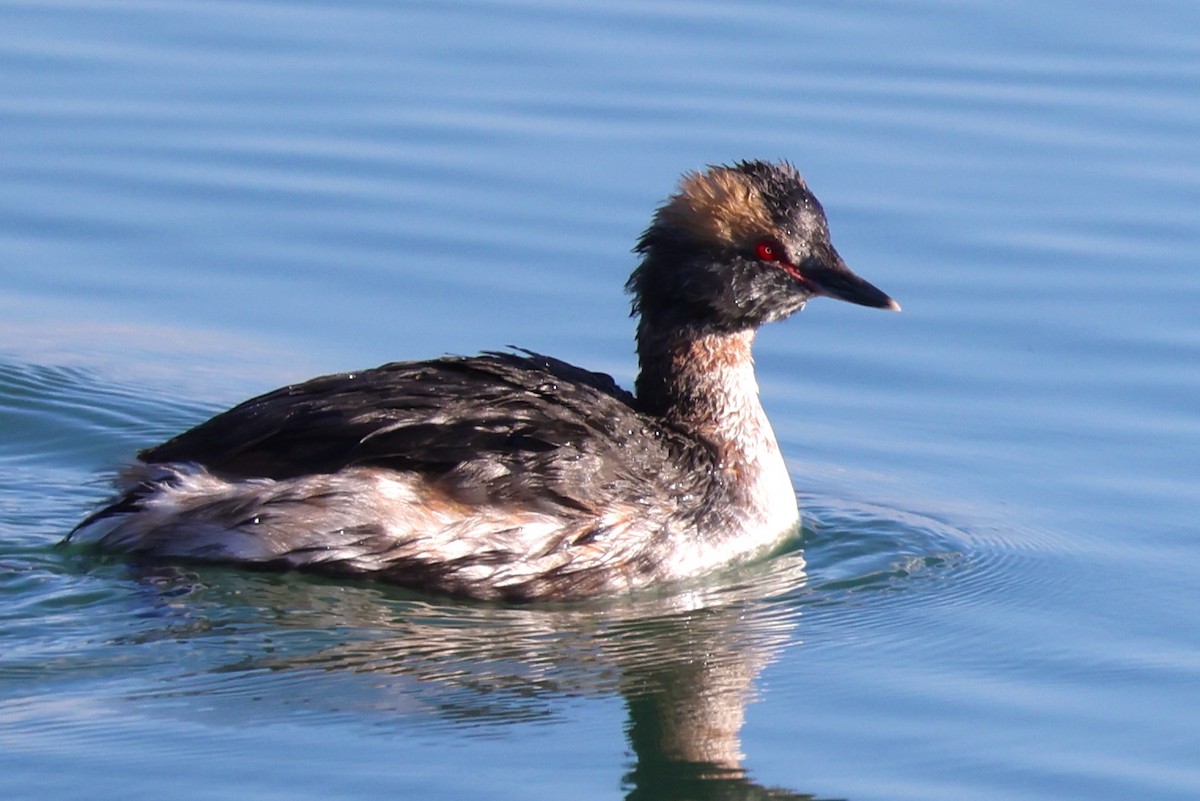 Horned Grebe - ML617332600