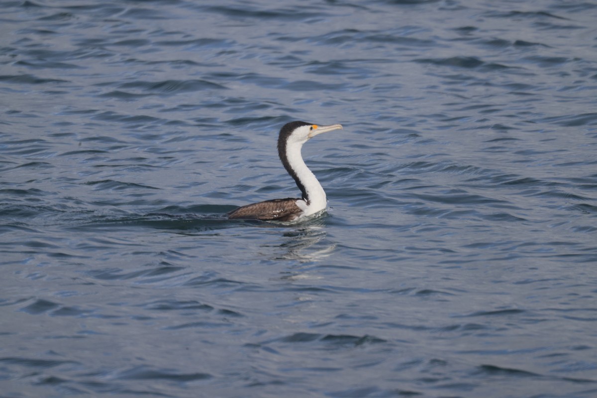 Pied Cormorant - ML617332605