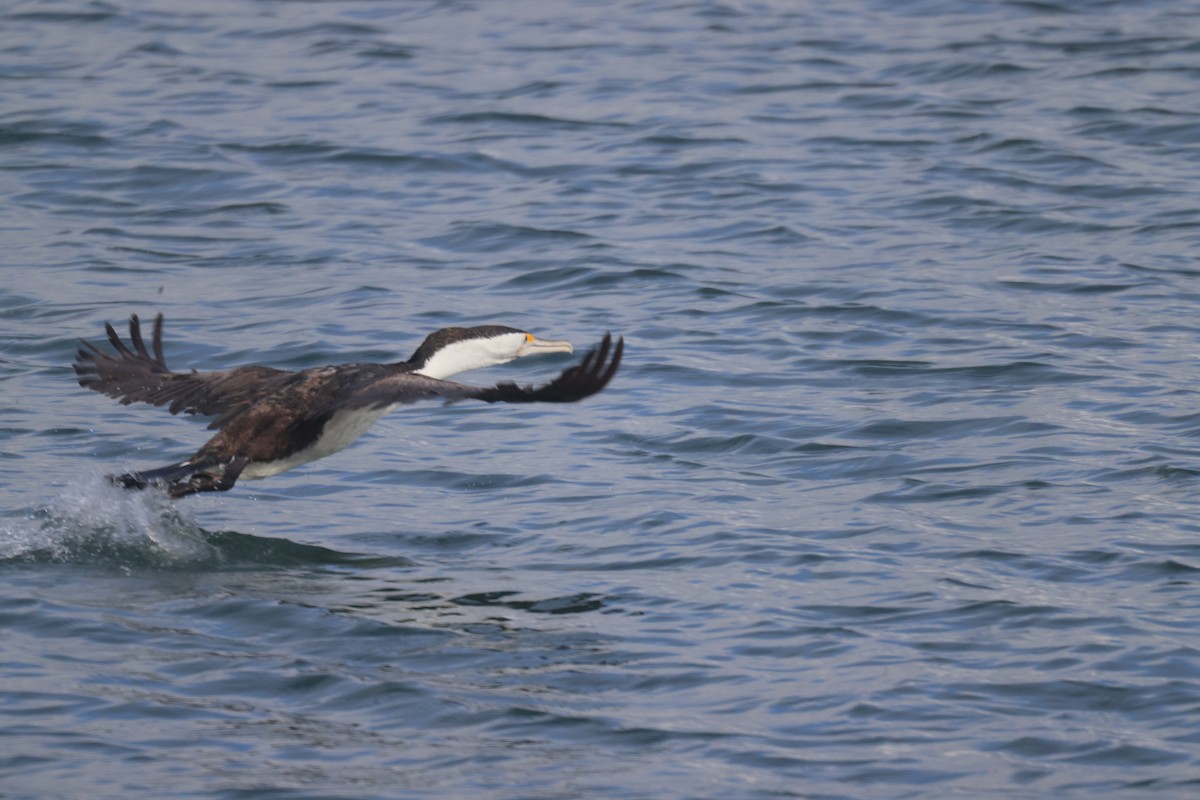 Pied Cormorant - ML617332618