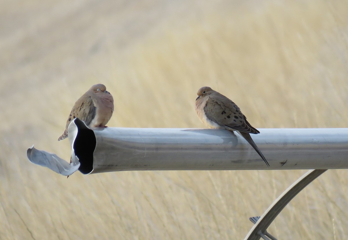 Mourning Dove - Pam Otley