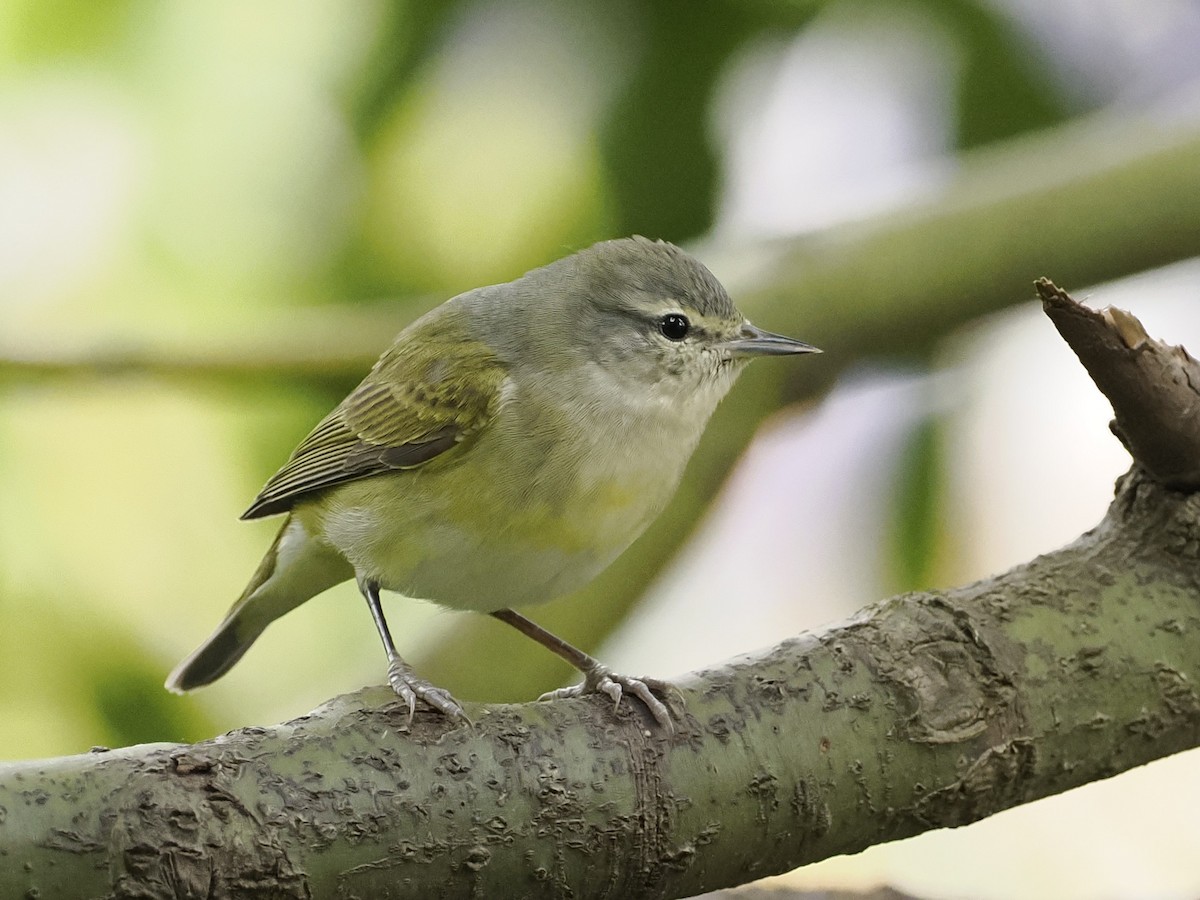 Tennessee Warbler - Robert McNab