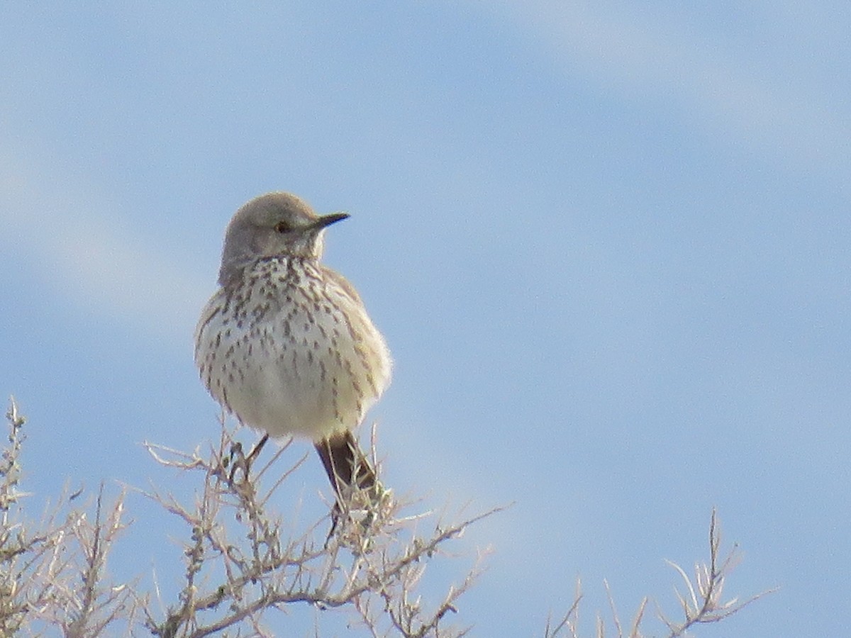 Sage Thrasher - Pam Otley