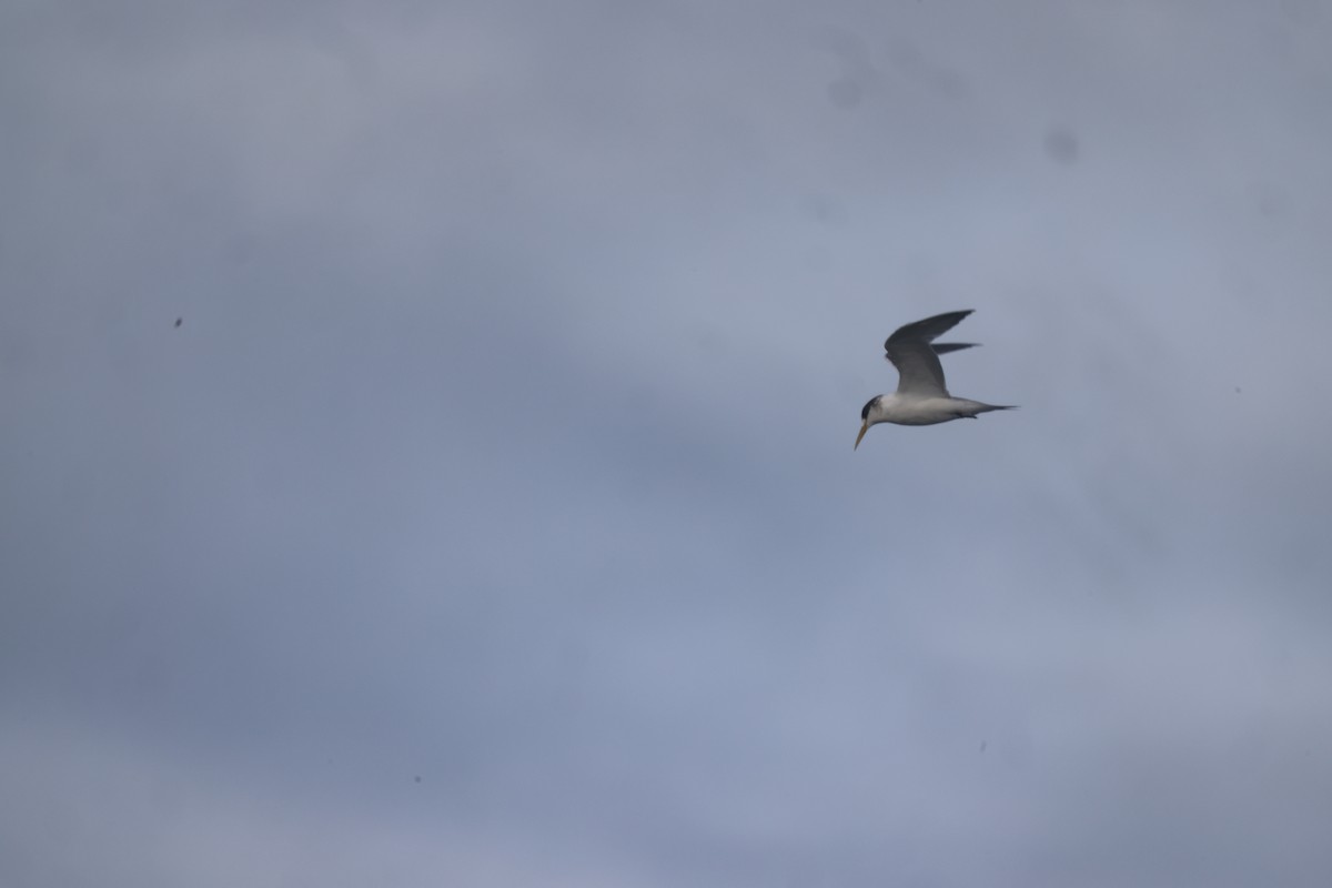 Great Crested Tern - ML617332726