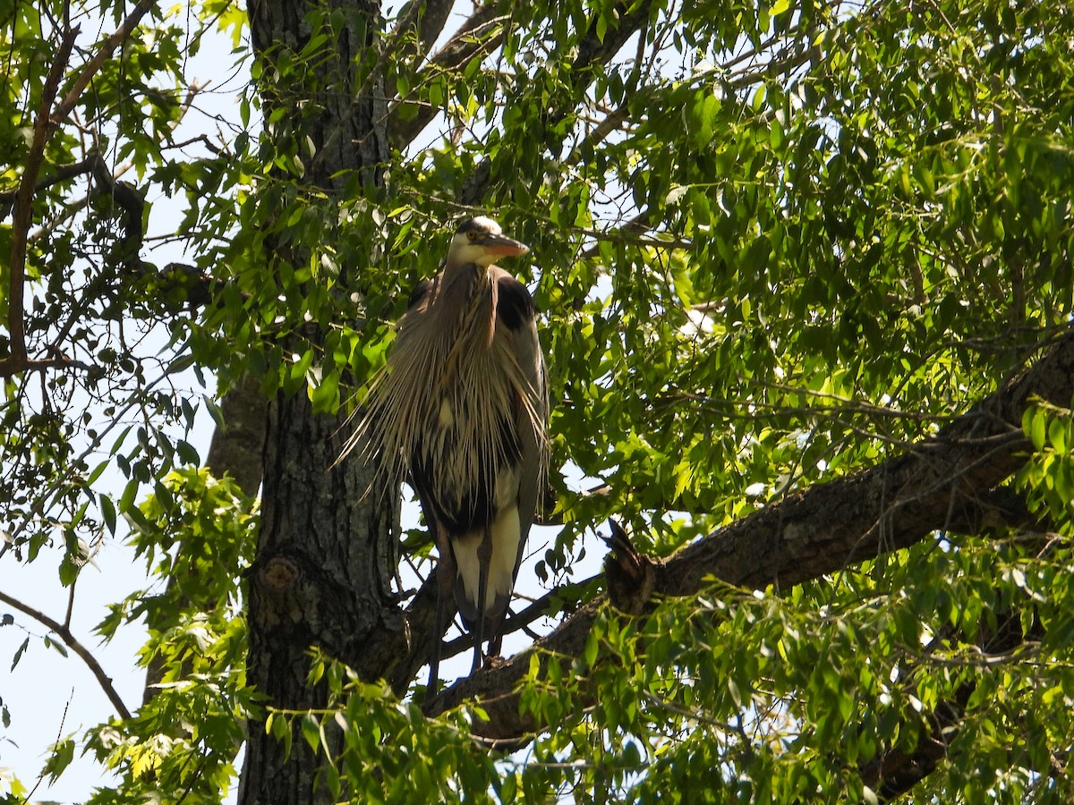 Great Blue Heron - ML617332739