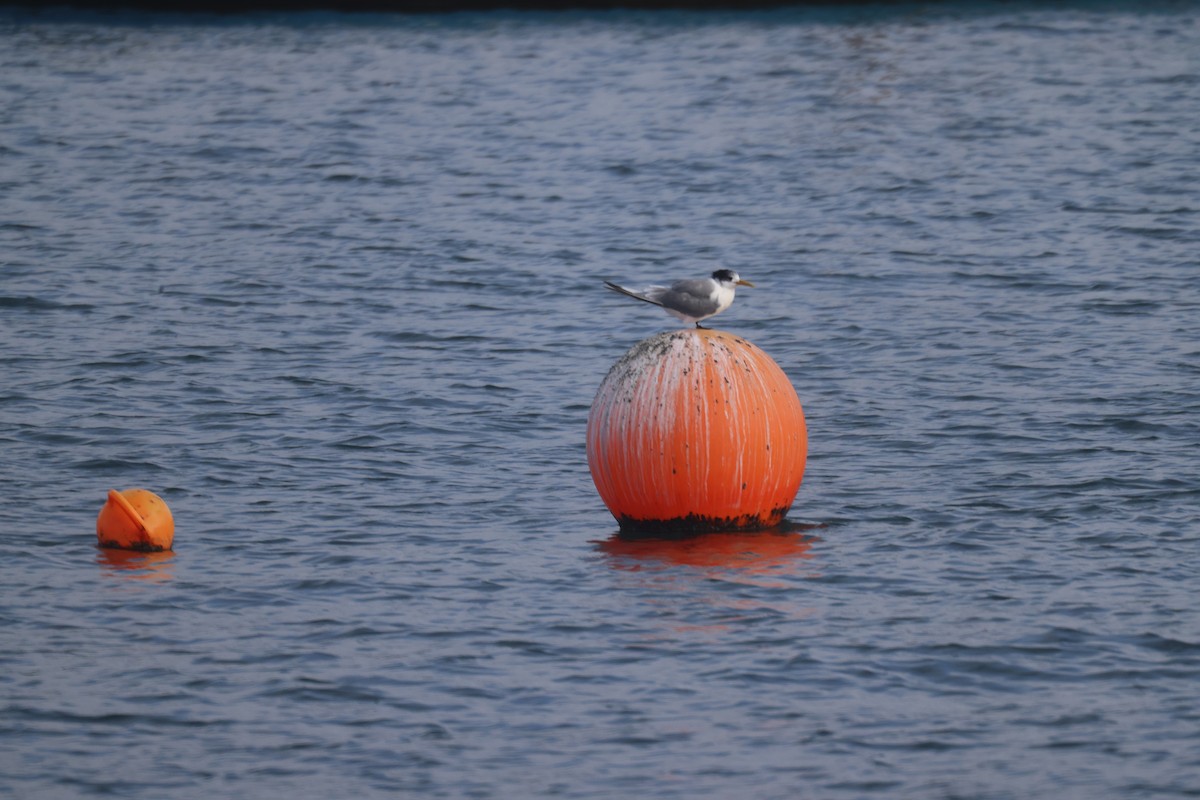 Great Crested Tern - ML617332742