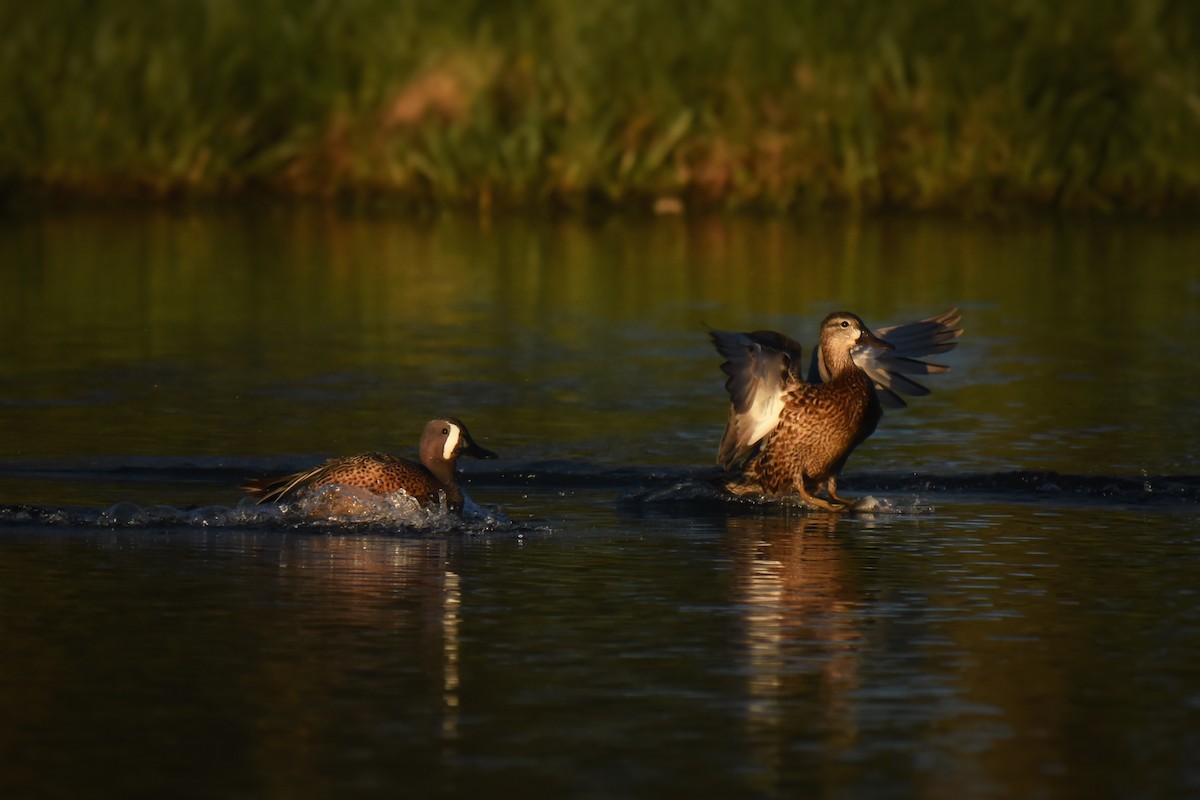 Blue-winged Teal - Samuel Keener