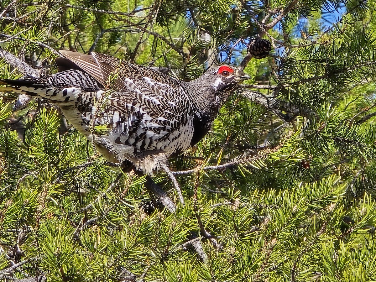 Spruce Grouse - ML617332819