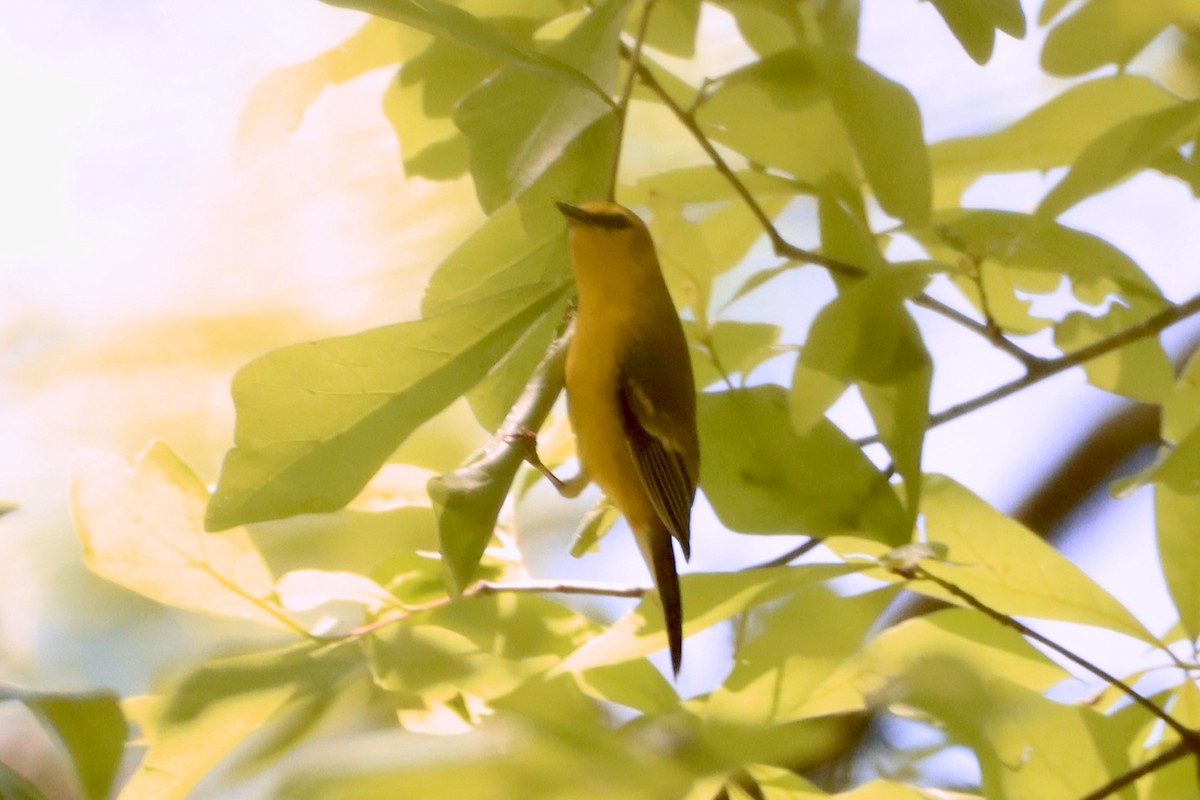 Blue-winged Warbler - Cullen Brown