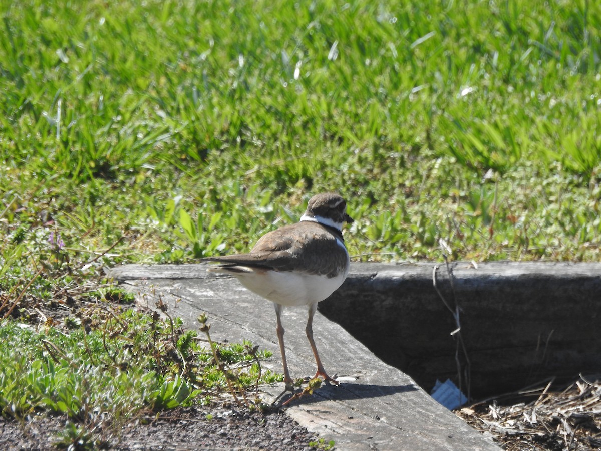 Killdeer - ML617332903