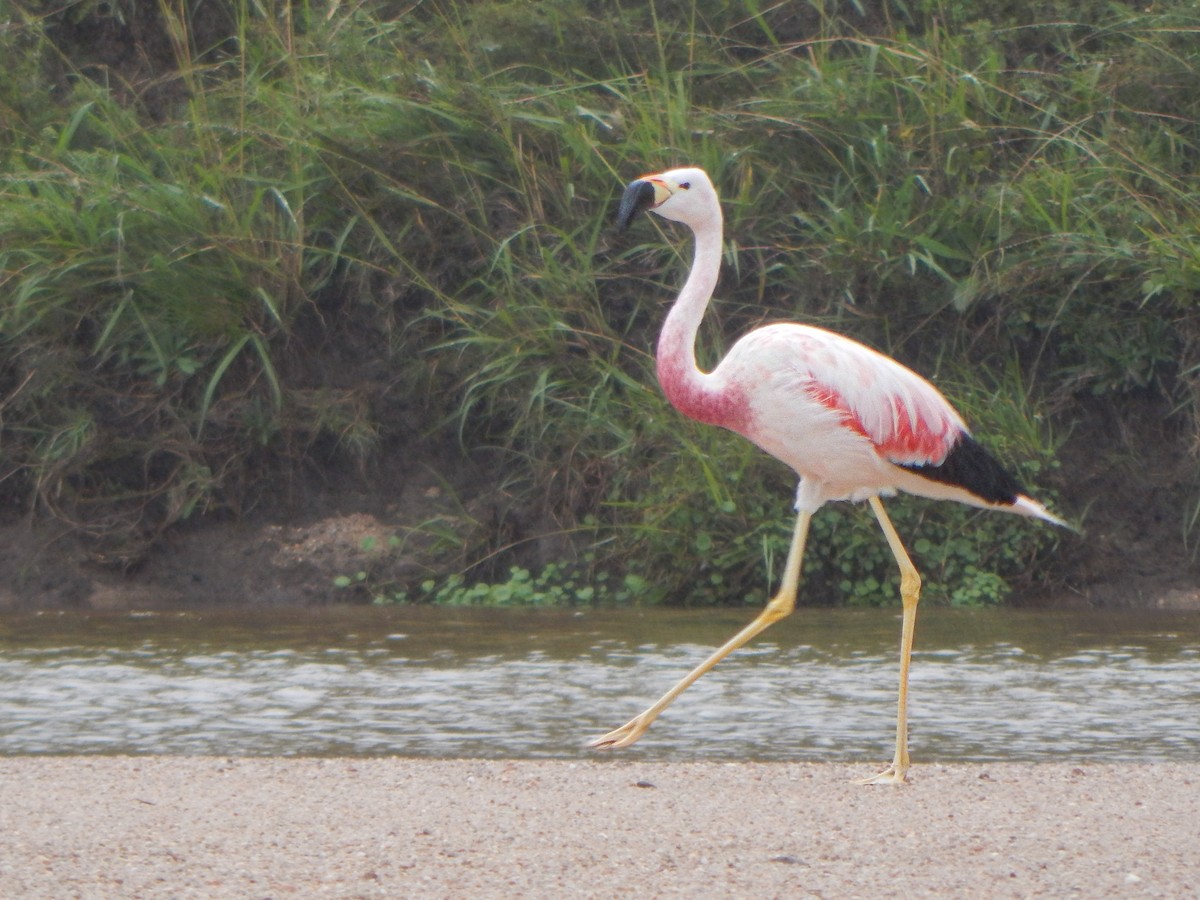 Andean Flamingo - Bautista Cerminato