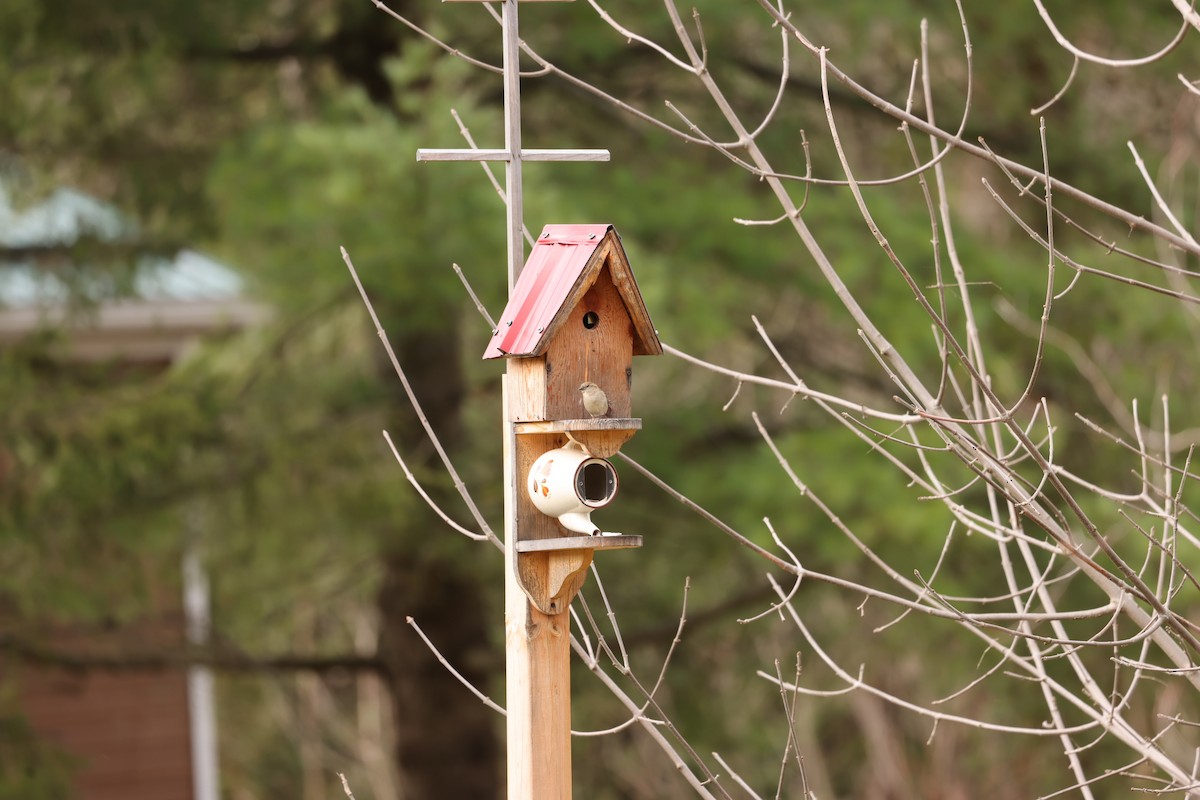 House Sparrow - Marie Provost