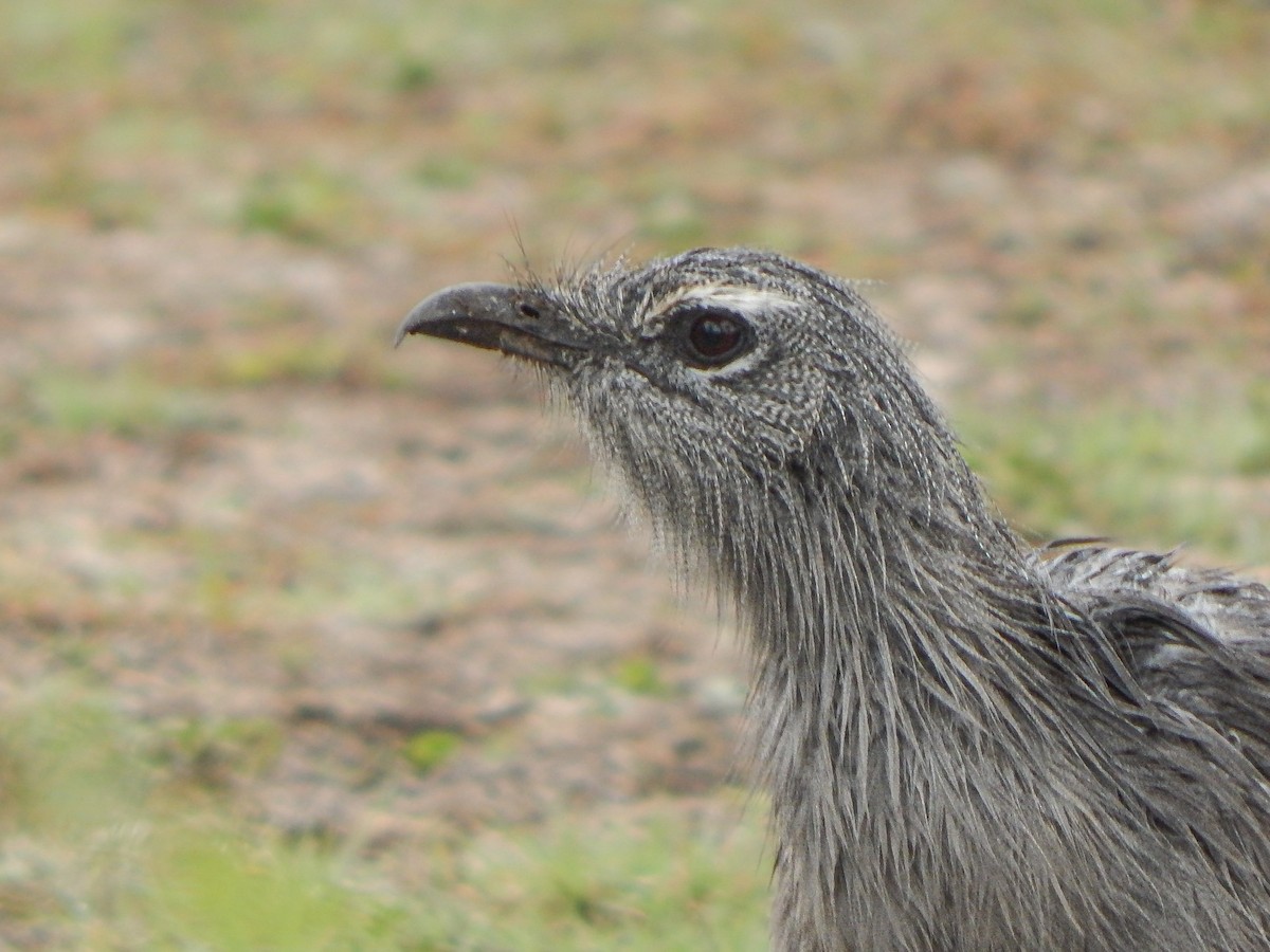 Black-legged Seriema - ML617332983