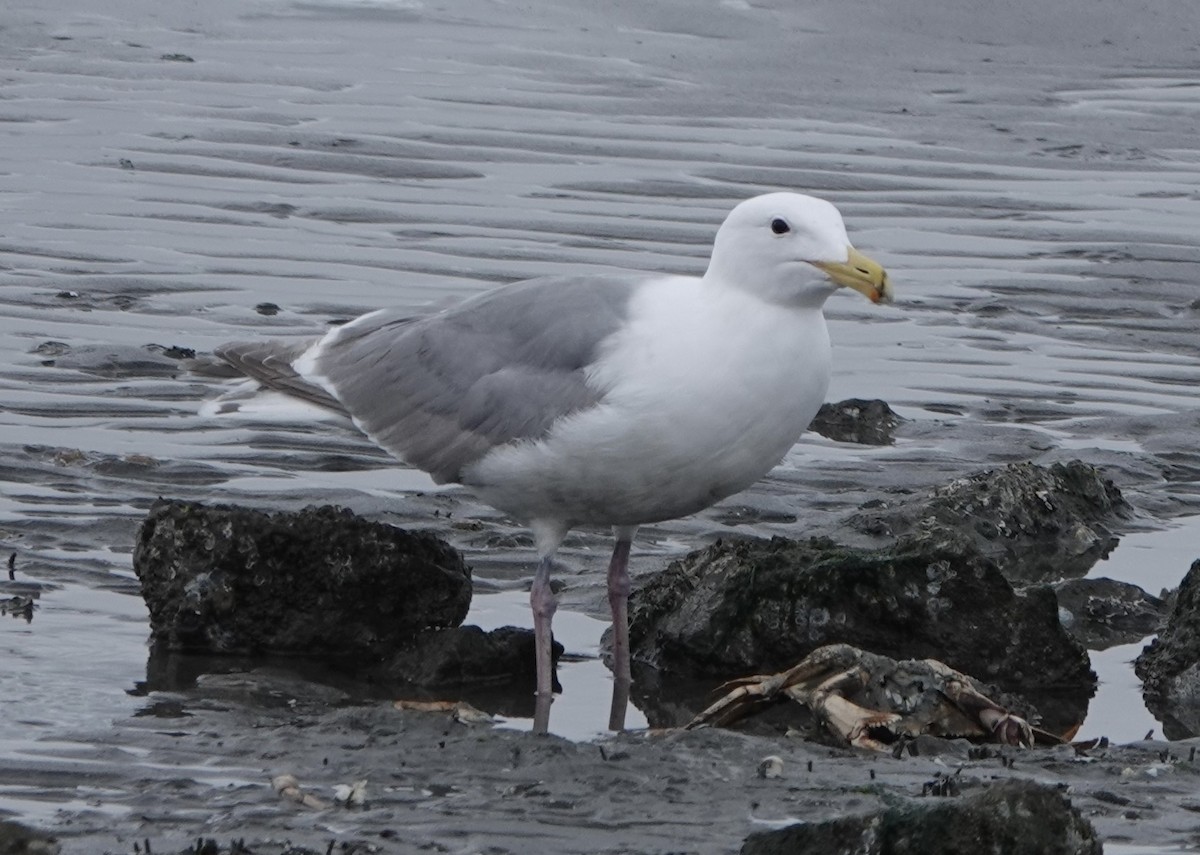 Glaucous-winged Gull - ML617333090