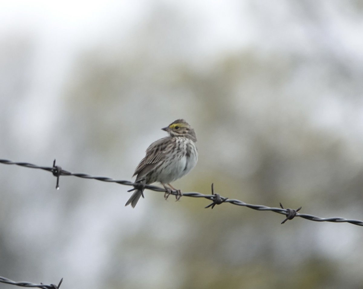 Savannah Sparrow - ML617333116