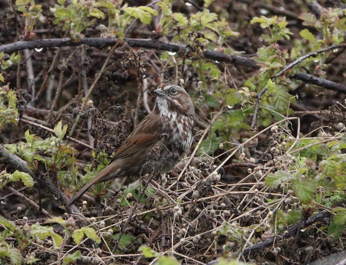 Song Sparrow - Bruce Young