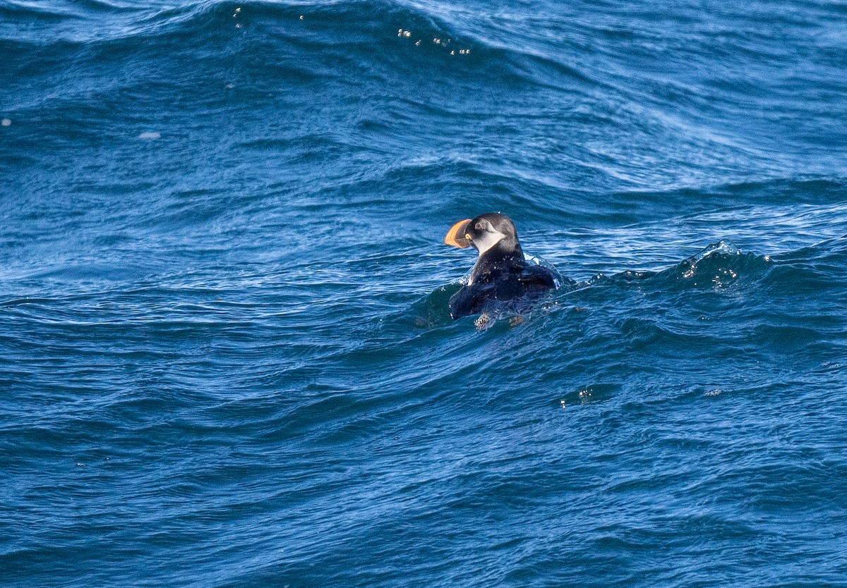 Atlantic Puffin - ML617333185